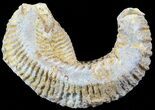Cretaceous Fossil Oyster (Rastellum) - Madagascar #49867-1